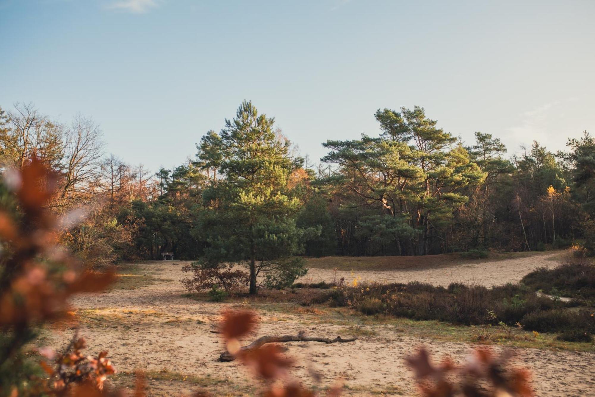Chalet Drents Genieten - Lavendelheide Met Uitzicht Op Het Water
